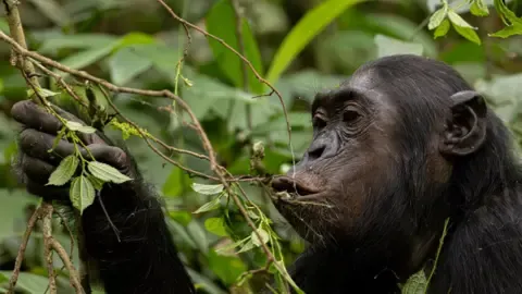 Apes Consuming the Equivalent of One Lager Daily from Ripe Fruit, Study Finds